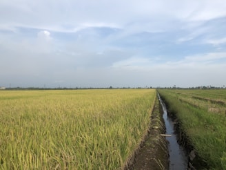 Rows of golden rice paddies stretching into the horizon under a clear blue sky.