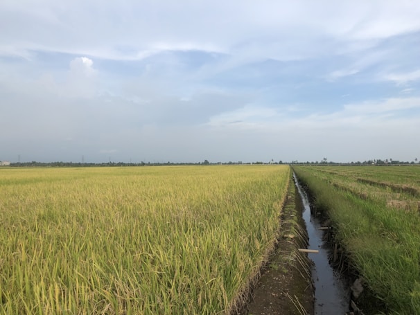 Rows of golden rice paddies stretching into the horizon under a clear blue sky.