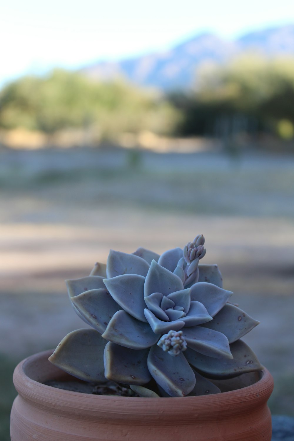 green plant on brown clay pot