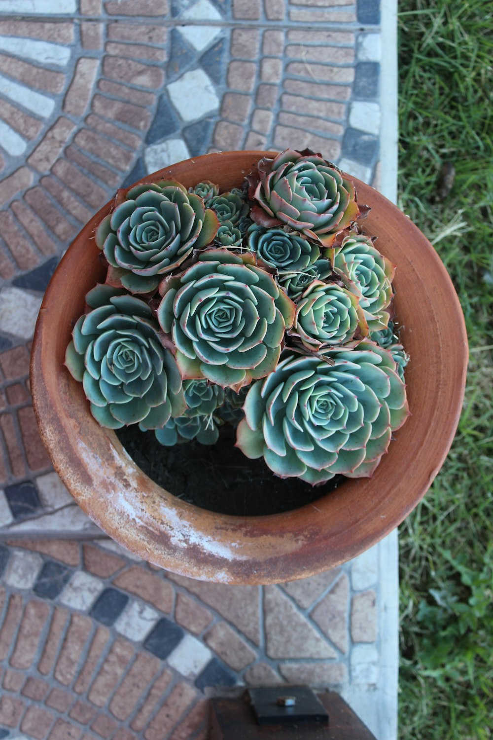 plantes succulentes vertes en pot