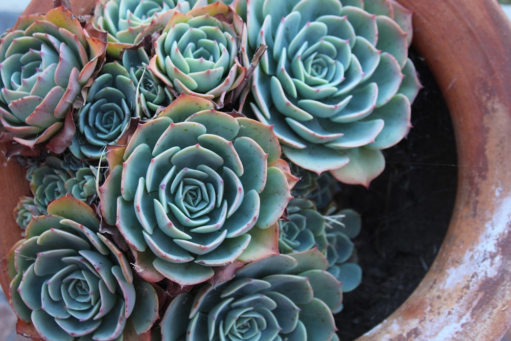 green succulent plants