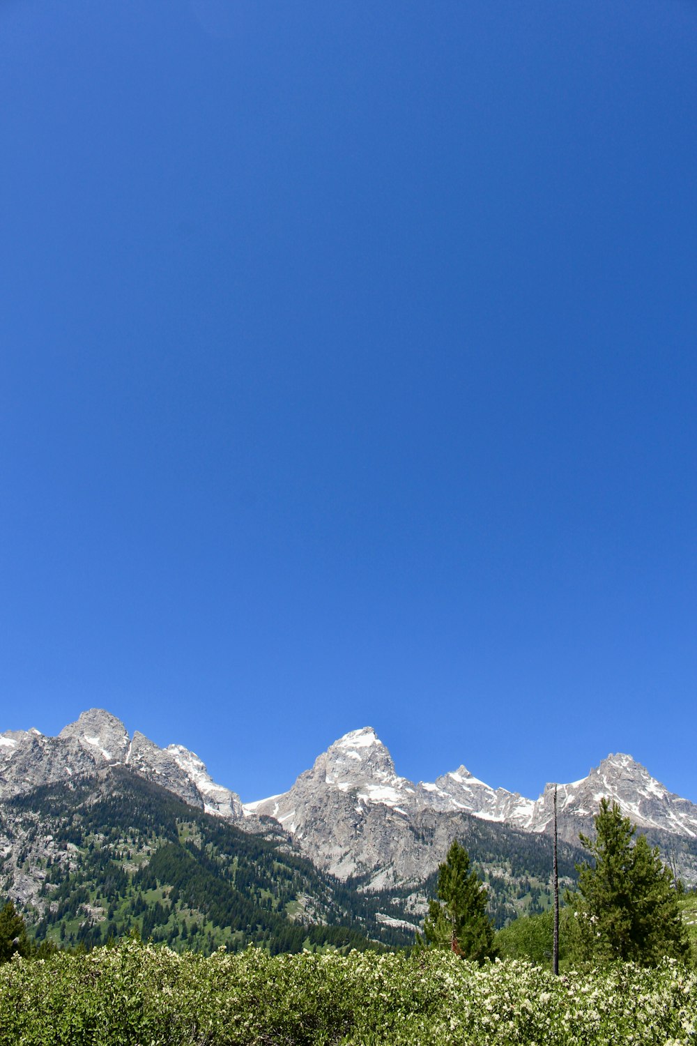 forest and mountains