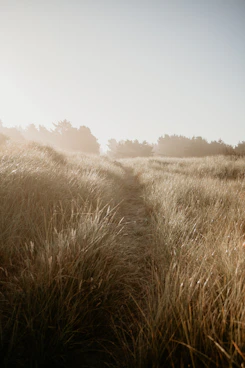 pathway in wheat field