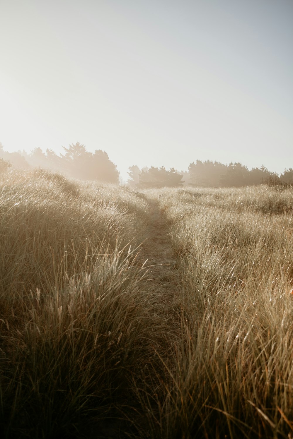pathway in wheat field
