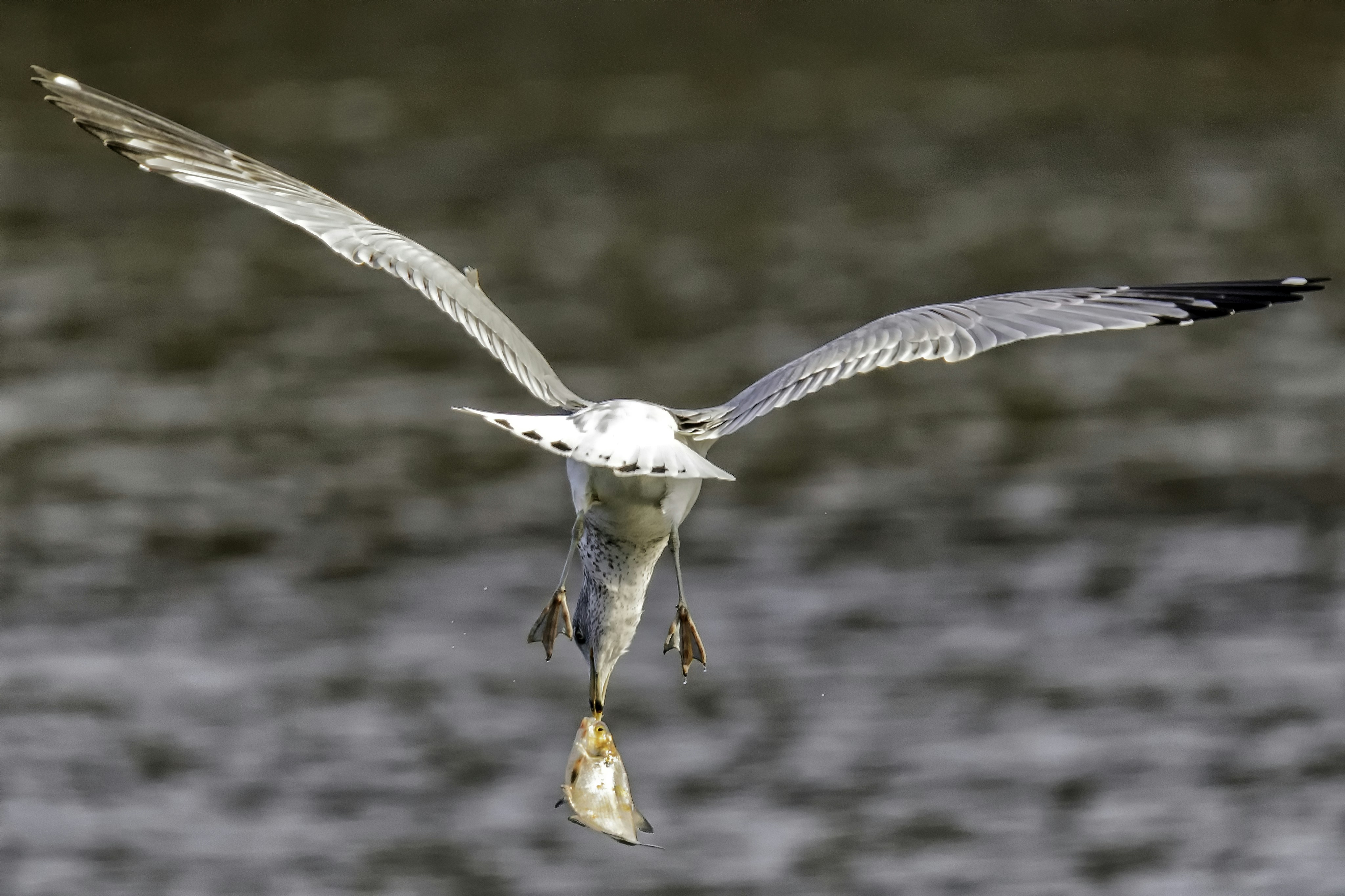 bird catches fish floating on mid air
