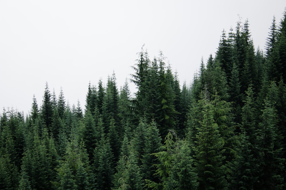 fotografia de foco seletivo de pinheiros