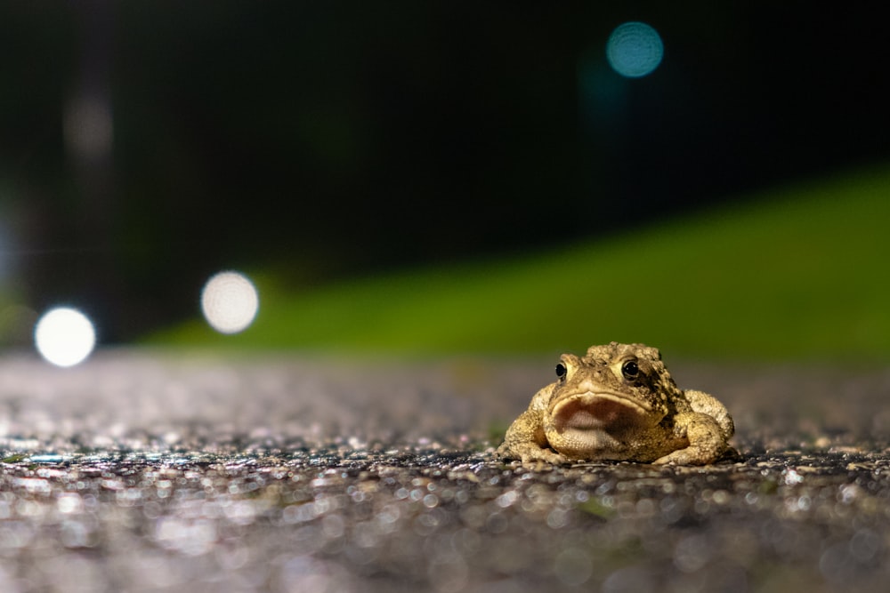 brown frog close-up photography