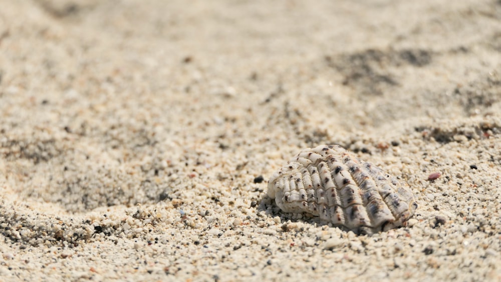 coquillage blanc et brun sur le sable
