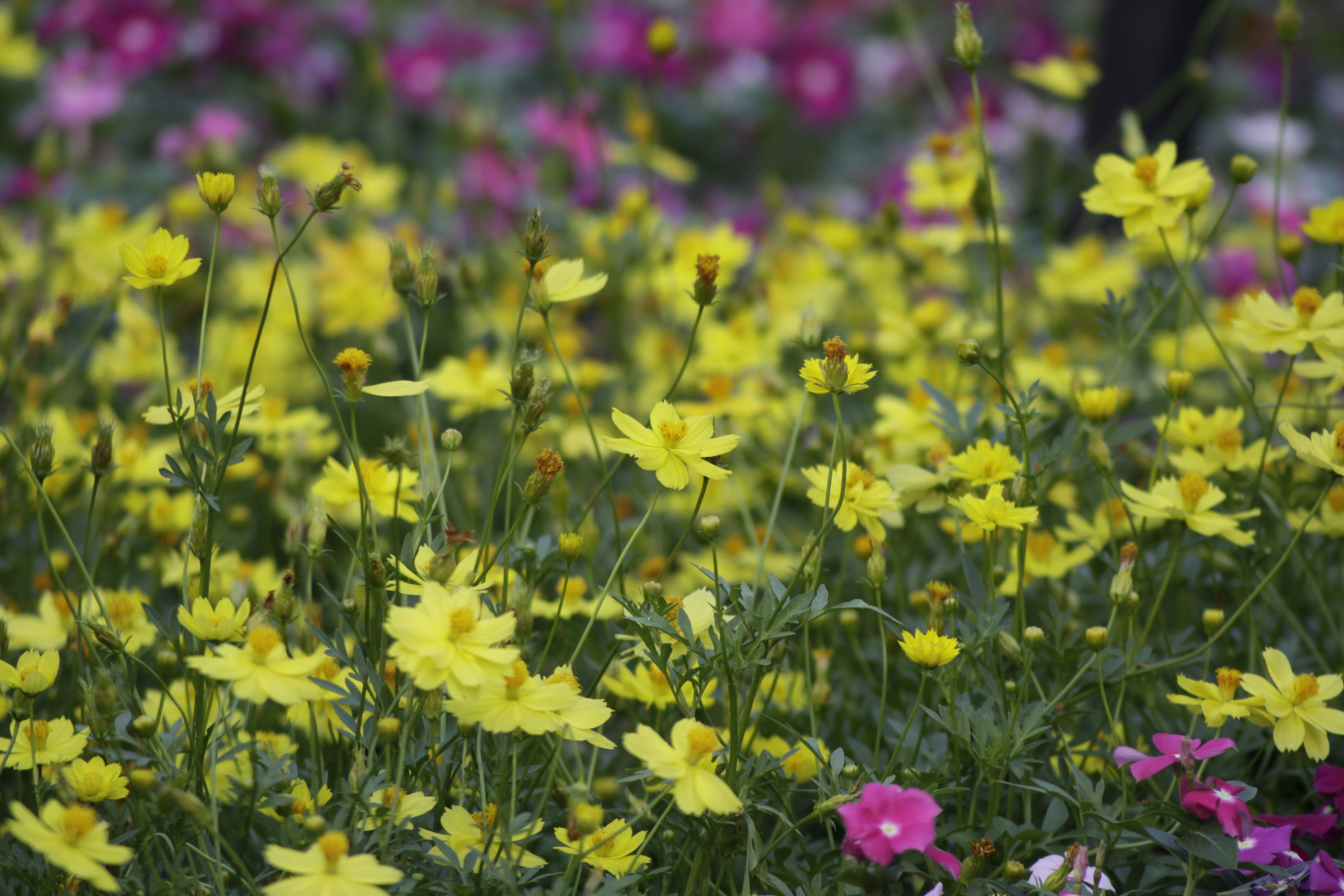 Photo by dangnambinh