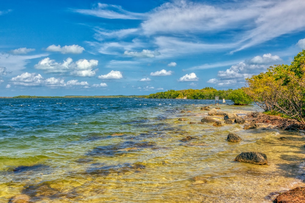 green shrubs on shore