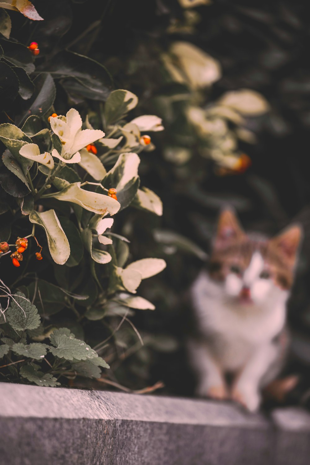 white and grey cat beside green leafed plant