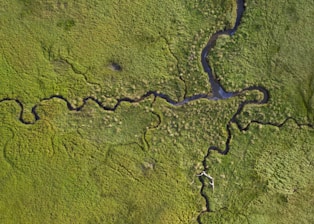 a river running through a lush green field