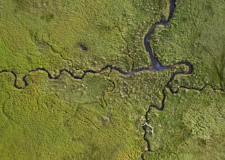 a river running through a lush green field