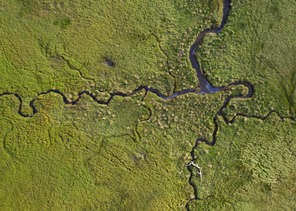 緑豊かな野原を流れる川