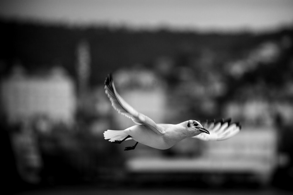 bird in mid air during day