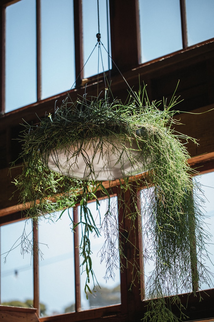 Natural Plant Hanger