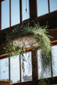 Plant Hanger