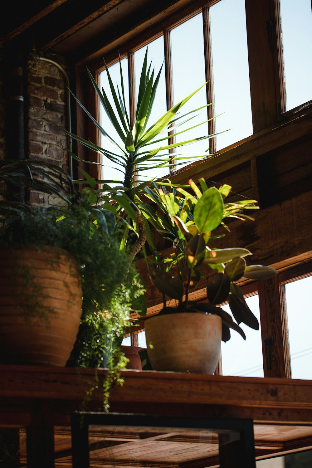 green-leafed plants