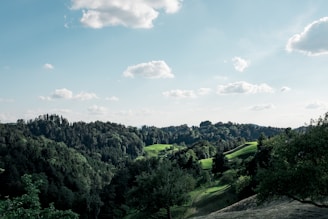 Lush reforested landscape in Patagonia under clear blue sky.