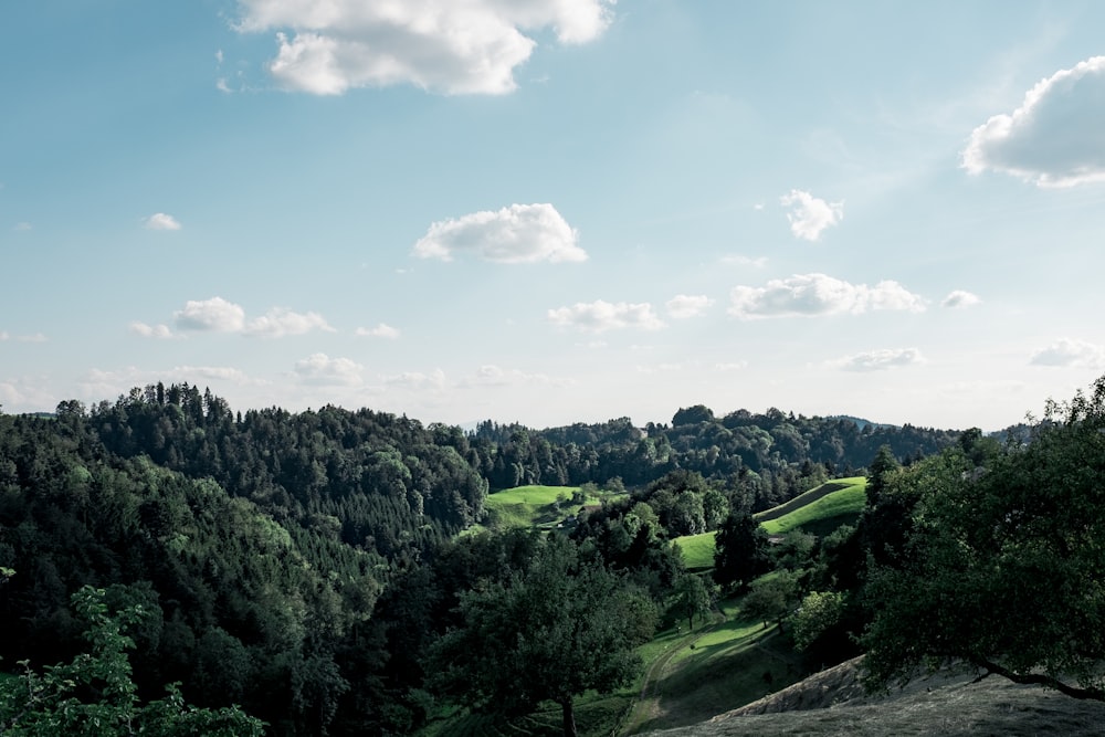 green field surrounded with tall and green trees under blue and white skies