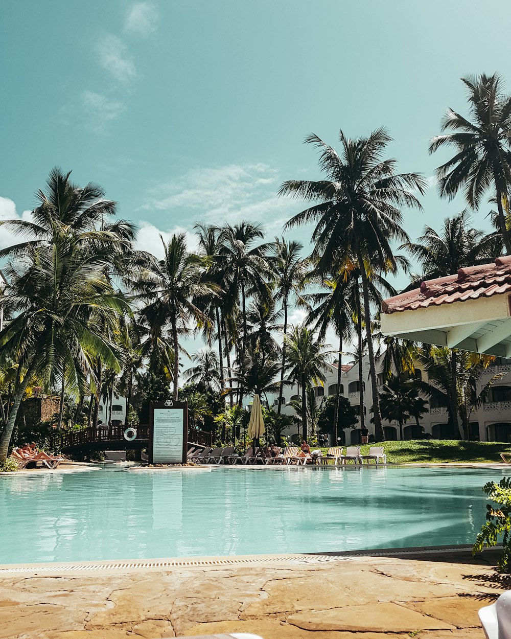 palm tree near pool