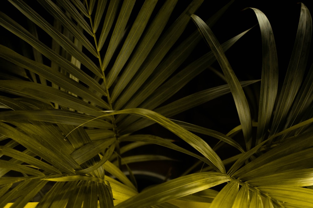 linear green-leafed palm plant