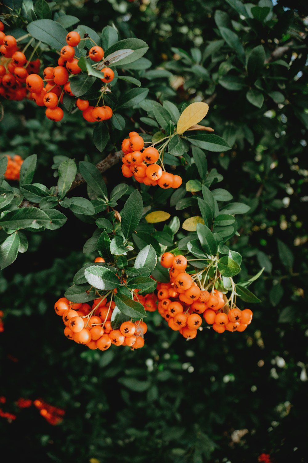 Fotografía de enfoque selectivo de bayas de plantas de naranjo