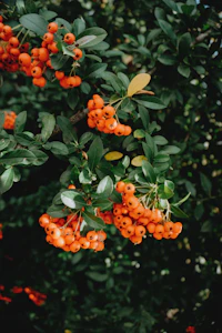 Seaglow — The Himalayan Glow Berry Company