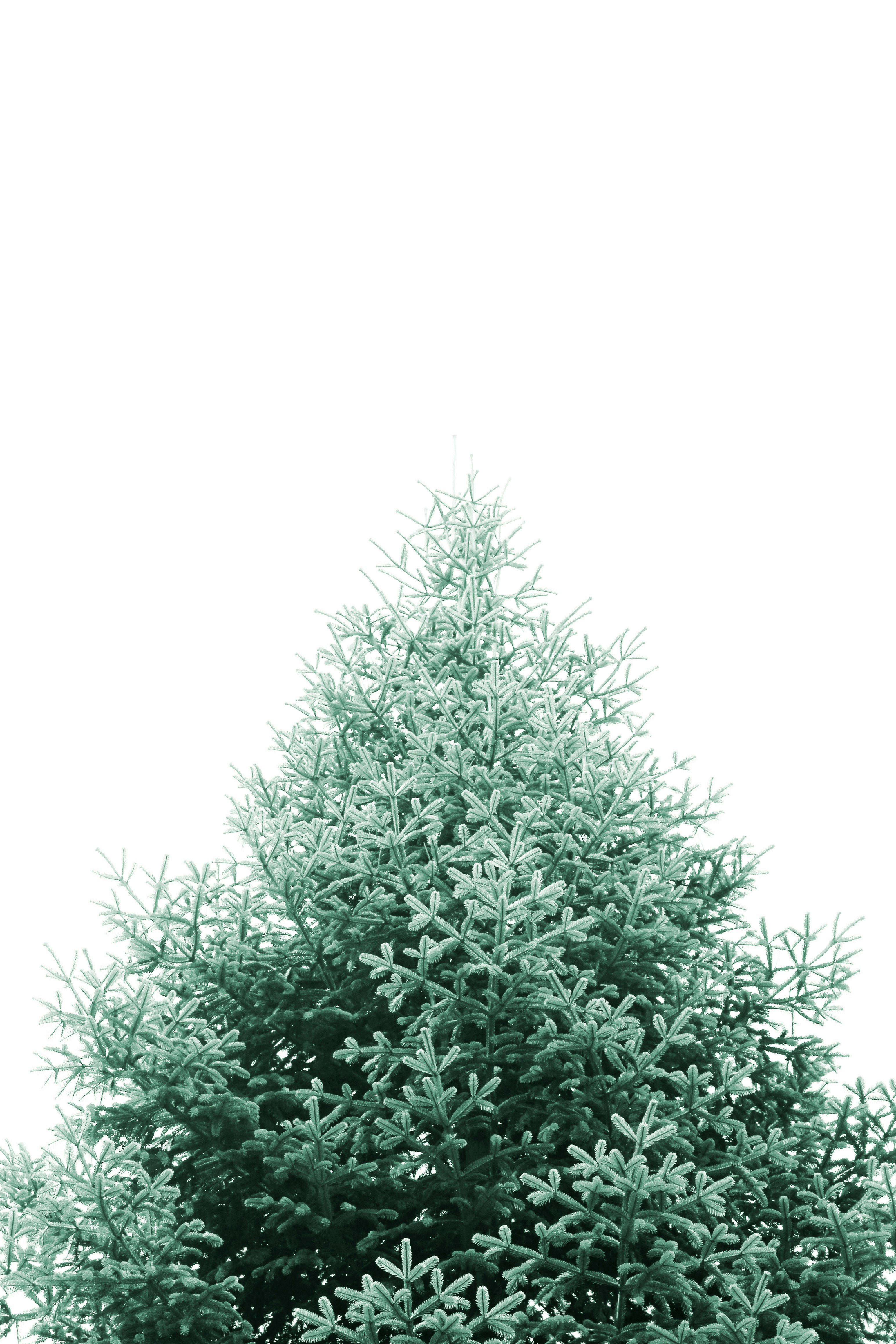 Santa's Christmas Tree Village 