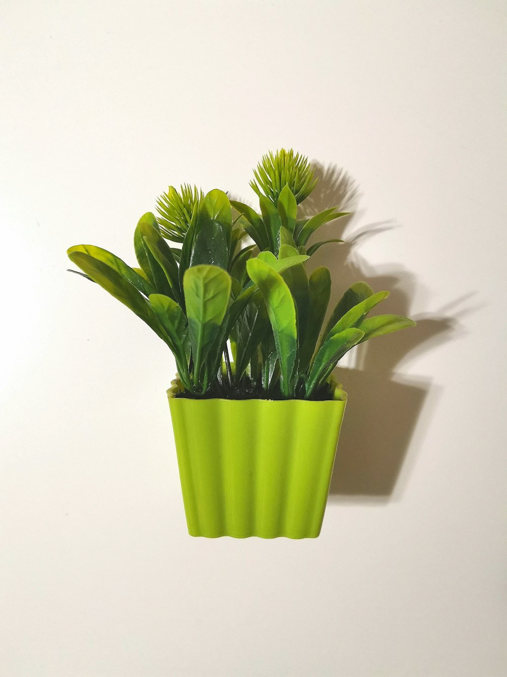 green leafy plant on a green pot