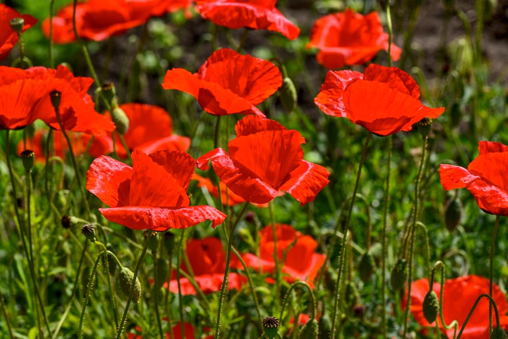 red petaled flower