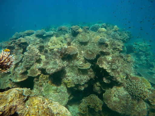 A vibrant underwater coral reef teeming with diverse coral formations and small fish swimming through the clear blue water. The reef features various types of corals, displaying intricate patterns and textures. Numerous small fish are visible, adding a dynamic element to the serene marine scene.