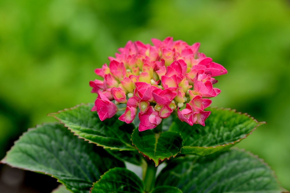 pink flowers