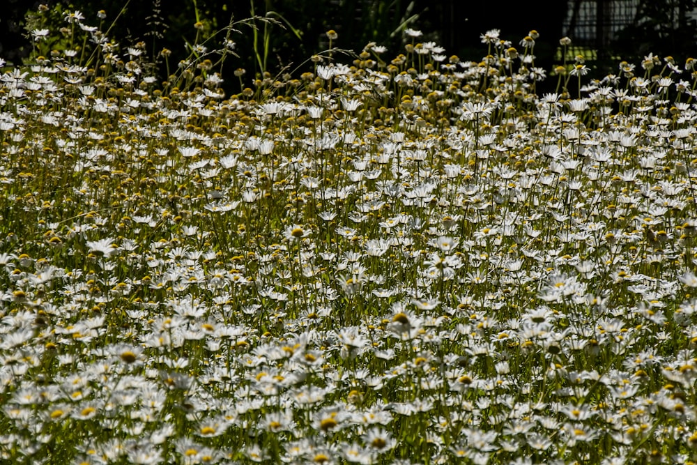 white petaled flowers