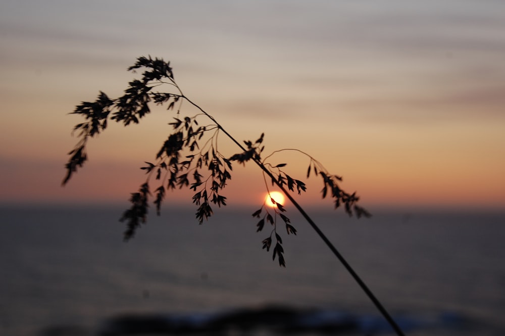 silhouette of leafed plant