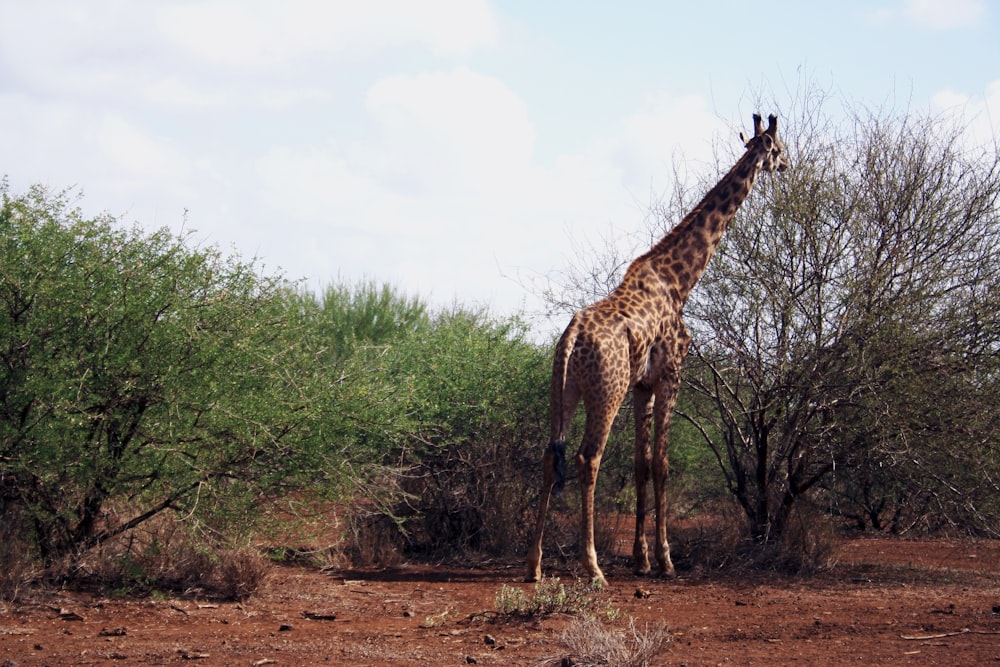 brown giraffe beside leafless tree