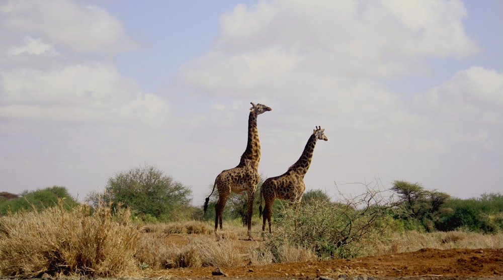 two giraffe animals