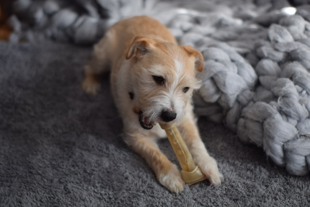 brown puppy near textile