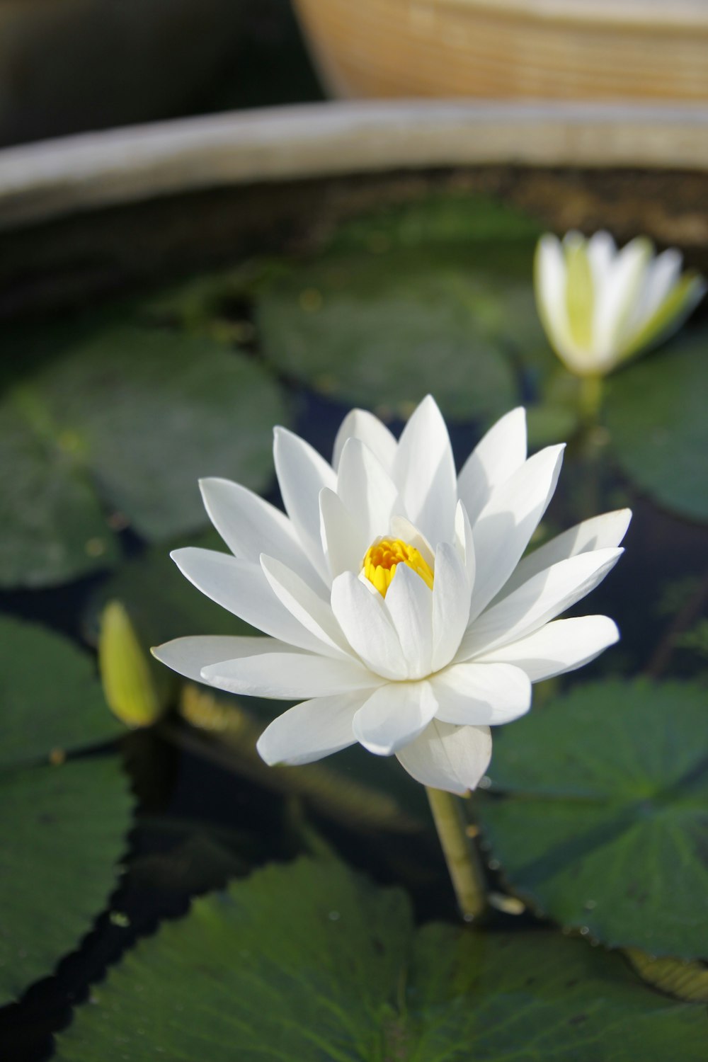 white-petaled flower