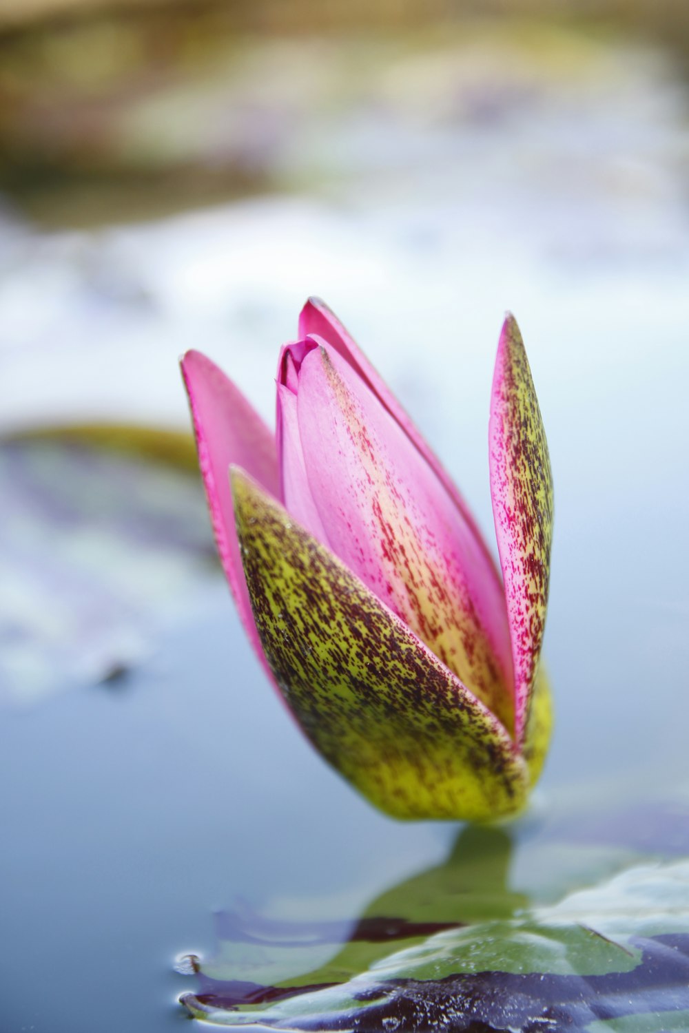 pink lotus flower