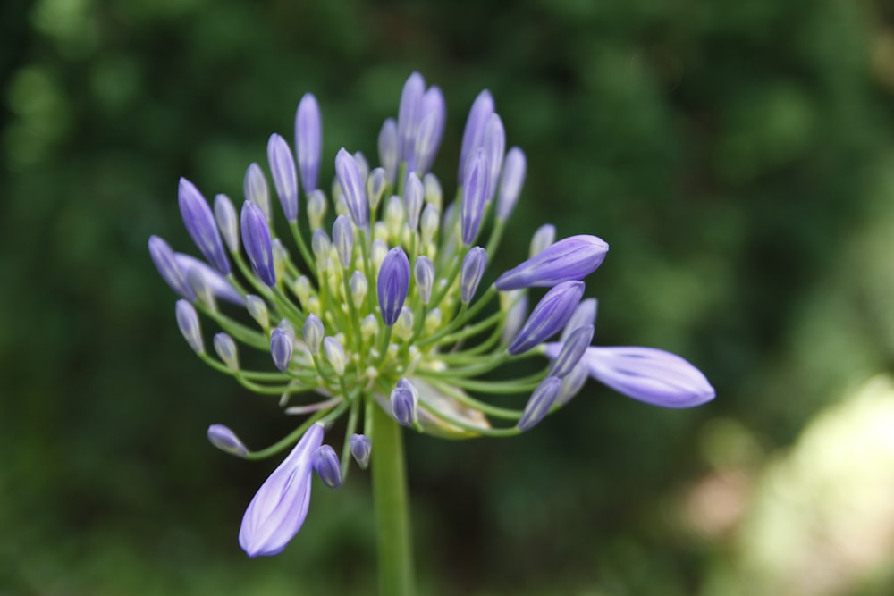 purple flower