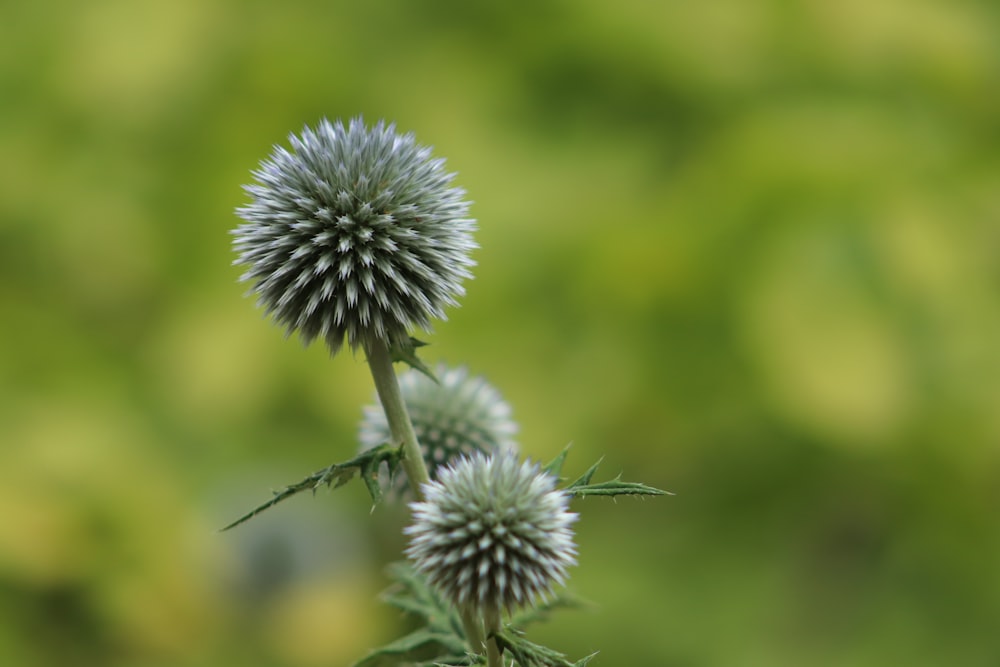 a close up of a plant with a blurry background