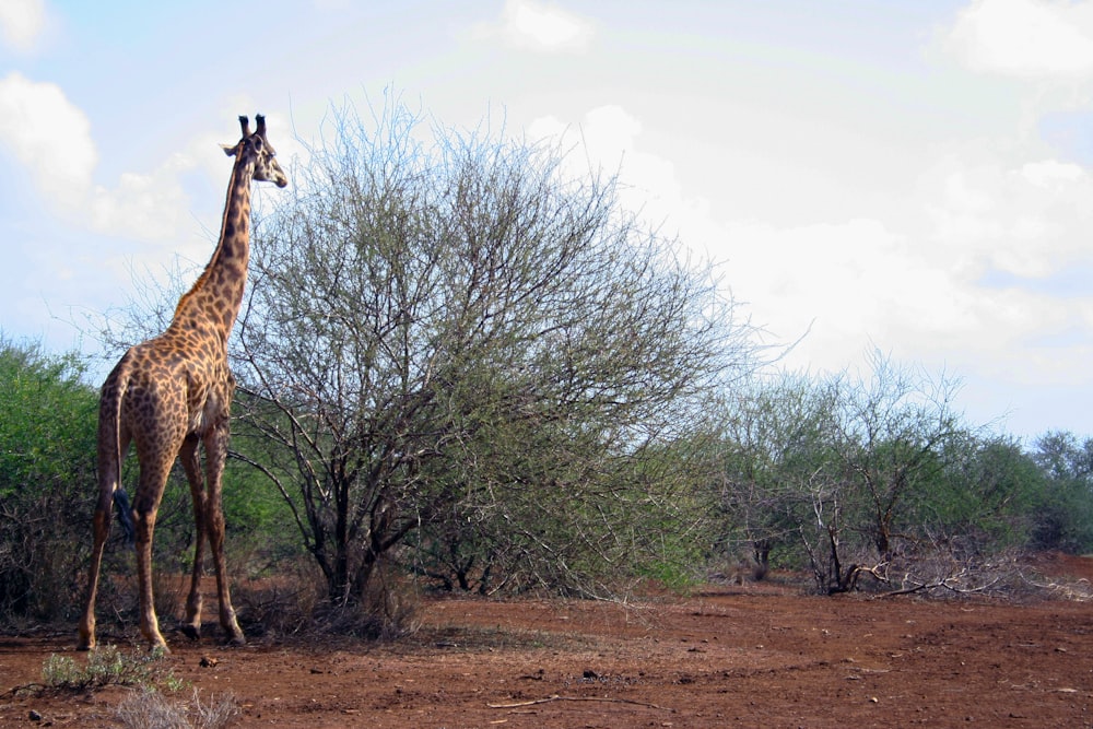 Giraffe beside tree