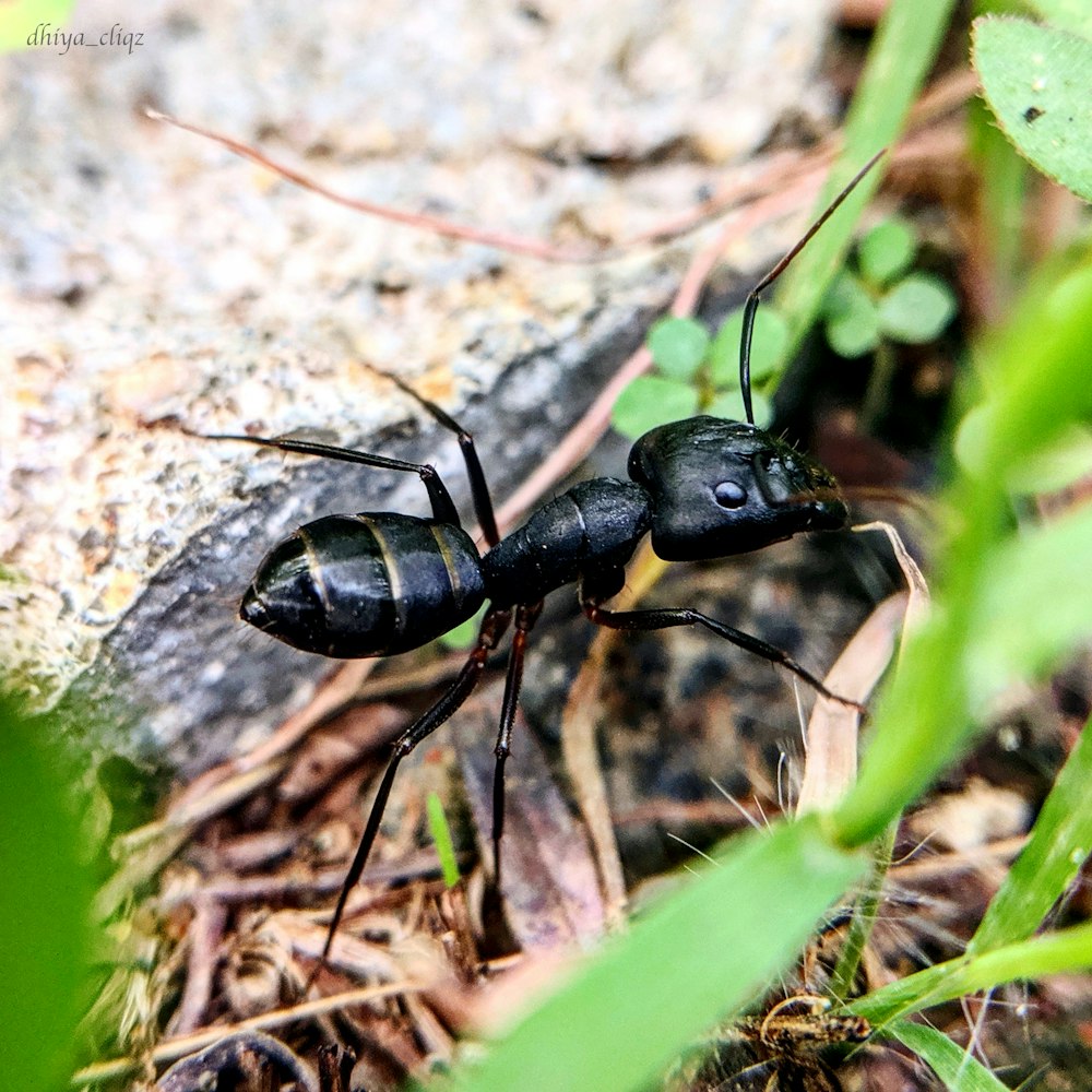macro photography of black ant