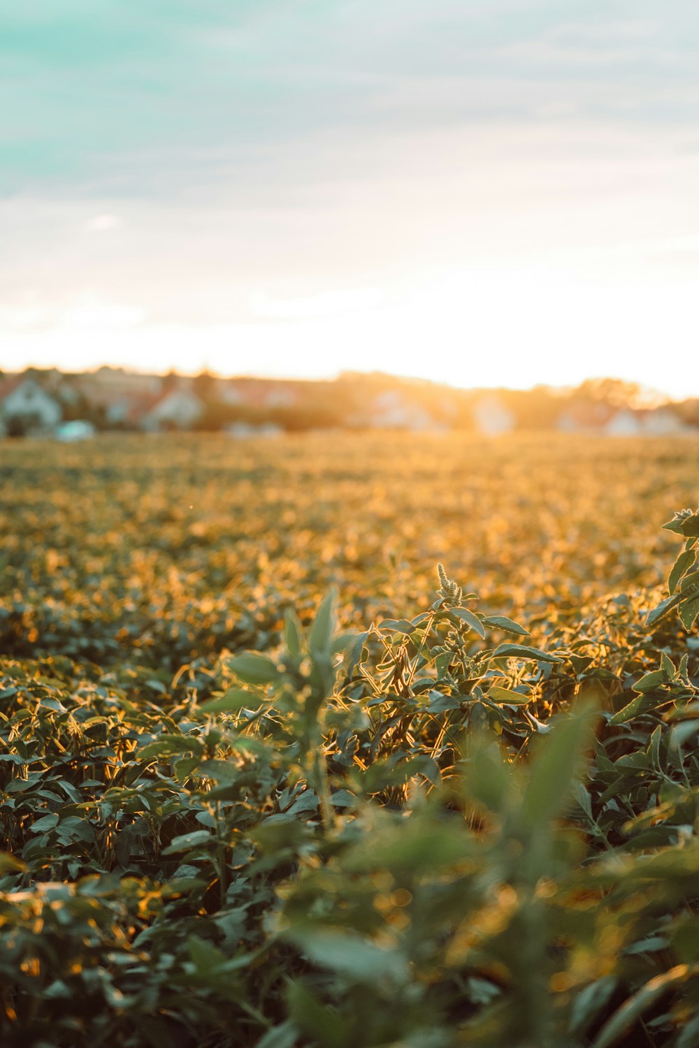 green grass close-up photography