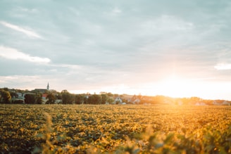 A serene sunset over golden fields with villagers walking along a dusty path.