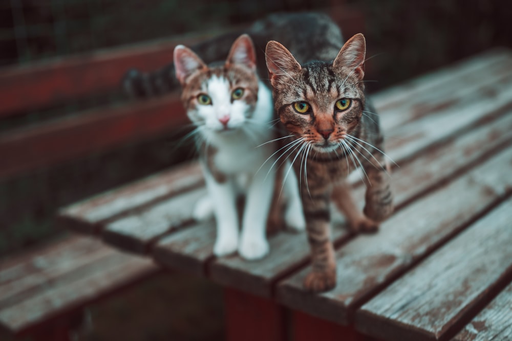 Zwei Katzen auf dem Tisch