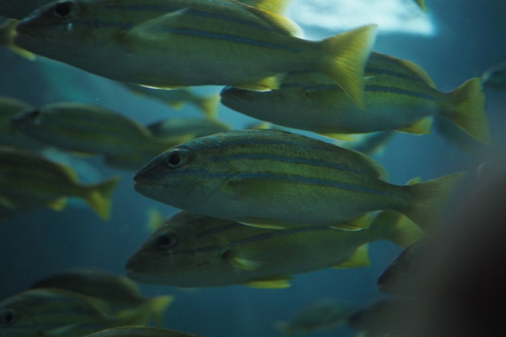 yellow-and-gray fish lot