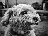 A curly-haired poodle before grooming, with a wild and voluminous coat.