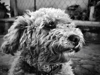 A close-up black and white photograph of a poodle with curly fur. The dog's face is in profile, displaying a textured coat and dark eyes. The background features a blurry fence and indistinct objects, creating a contrast with the detailed texture of the fur.
